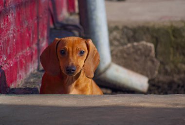 Kızıl saçlı köpek yavrusu, Dachshund cinsi. Köpek oynuyor..