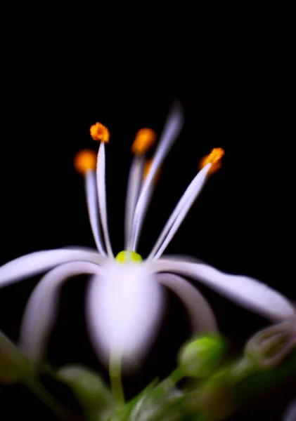 Witte Indoor Bloem Een Zwarte Achtergrond Close — Stockfoto