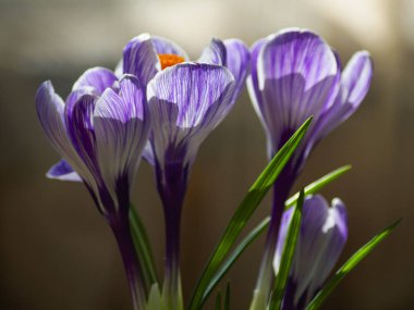 Mor çiçekler ilk bahardır. Makro çekim.