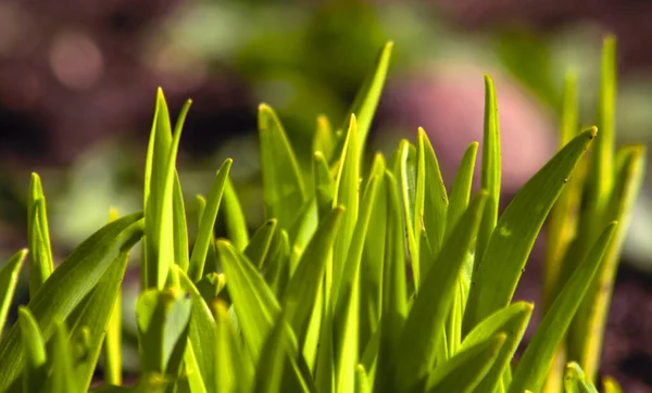 Bright green grass lawn as a background. Spring photography.