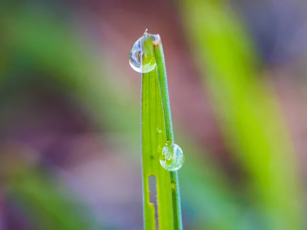 绿草上的水滴 春光照片 — 图库照片