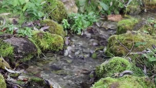 Un arroyo fluye sobre piedras musgosas — Vídeos de Stock