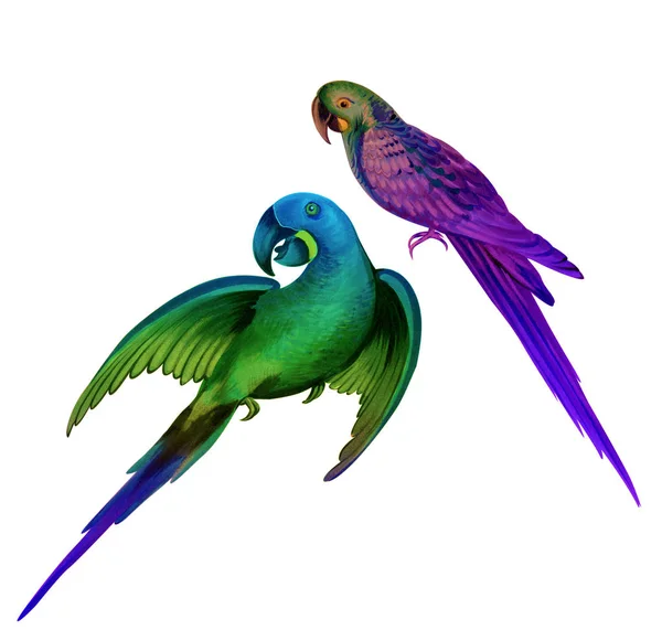 Twee papegaaien. gedetailleerde illustratie van Ara vogel. — Stockfoto