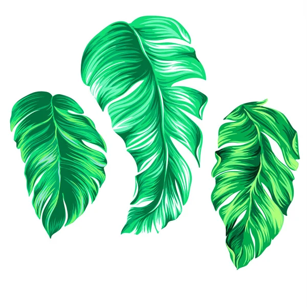 3 folhas de palma vetoriais — Vetor de Stock