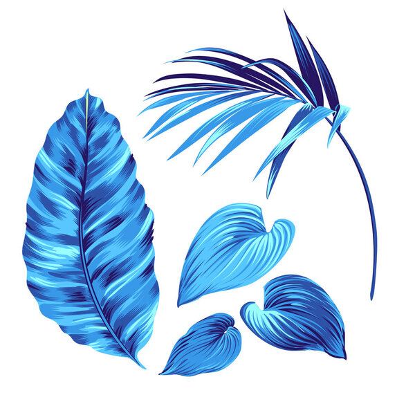 векторные тропические листья, изолированные объекты для использования
.
