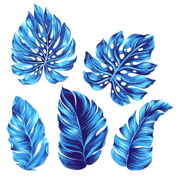 Belles feuilles tropicales, objets isolés . — Image vectorielle