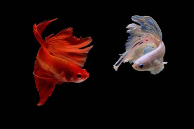 Siyam mücadele balık