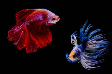 Siyam mücadele balık