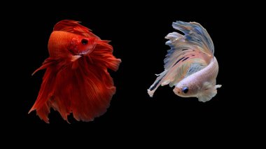 Siyam mücadele balık