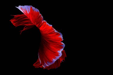 Siyam mücadele balık