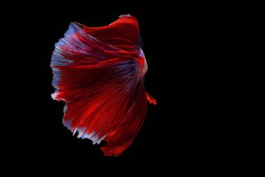 Siyam mücadele balık