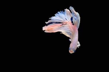 Siyam mücadele balık