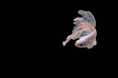 Siyam mücadele balık