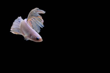 Siyam mücadele balık