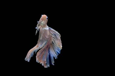 Siyam mücadele balık