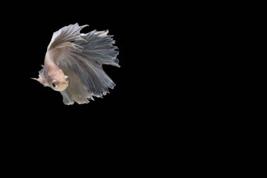 Siyam mücadele balık