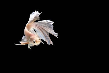 Siyam mücadele balık