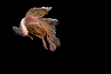 Siyam mücadele balık