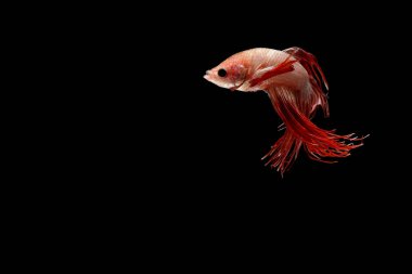 Siyam mücadele balık