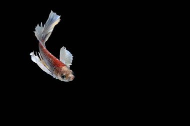 Siyam mücadele balık