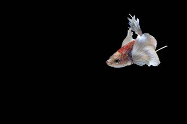 Siyam mücadele balık