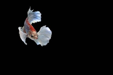 Siyam mücadele balık