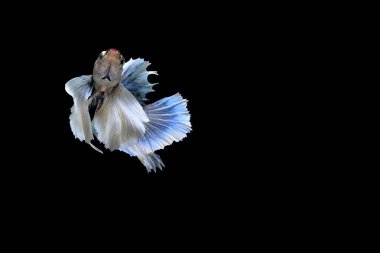 Siyam mücadele balık