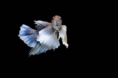 Siyam mücadele balık