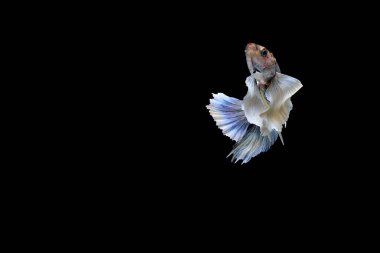 Siyam mücadele balık