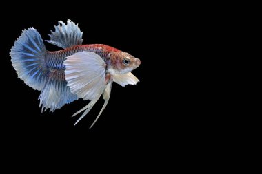 Siyam mücadele balık