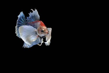 Siyam mücadele balık