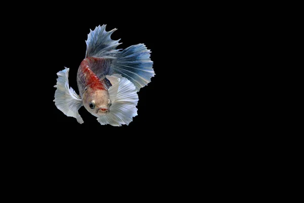 Siamese fighting fish — Stock Photo, Image