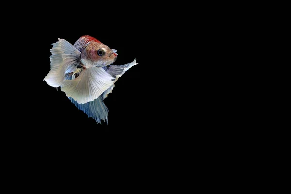 Siamese fighting fish — Stock Photo, Image