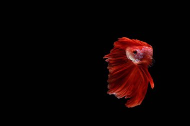 Siyam mücadele balık