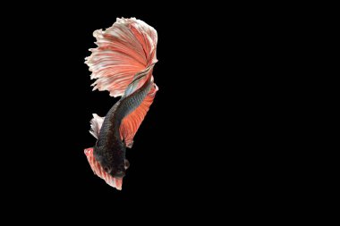 Siyam mücadele balık