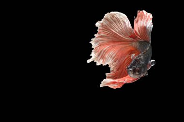 Siyam mücadele balık