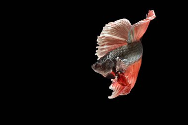 Siyam mücadele balık