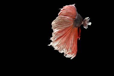 Siyam mücadele balık