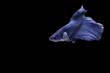 Siyam mücadele balık