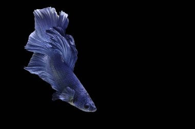 Siyam mücadele balık