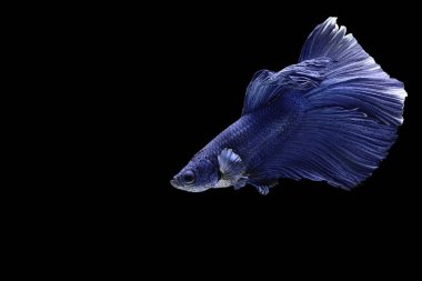 Siyam mücadele balık