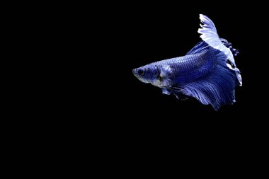 Siyam mücadele balık