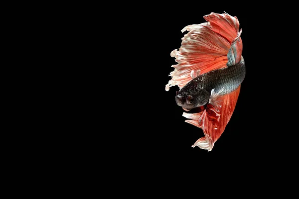 シャムの戦いの魚 — ストック写真