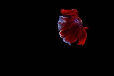 Siyam mücadele balık