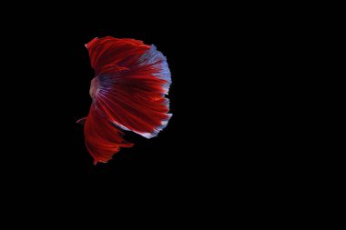 Siyam mücadele balık