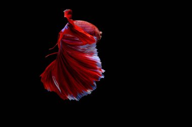 Siyam mücadele balık