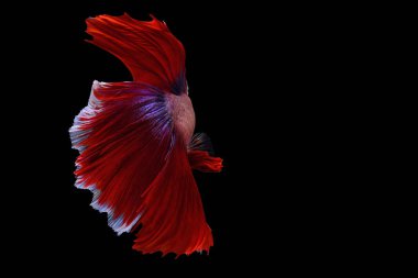 Siyam mücadele balık