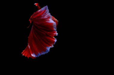 Siyam mücadele balık