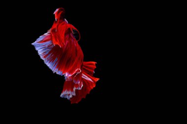 Siyam mücadele balık