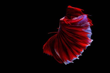 Siyam mücadele balık